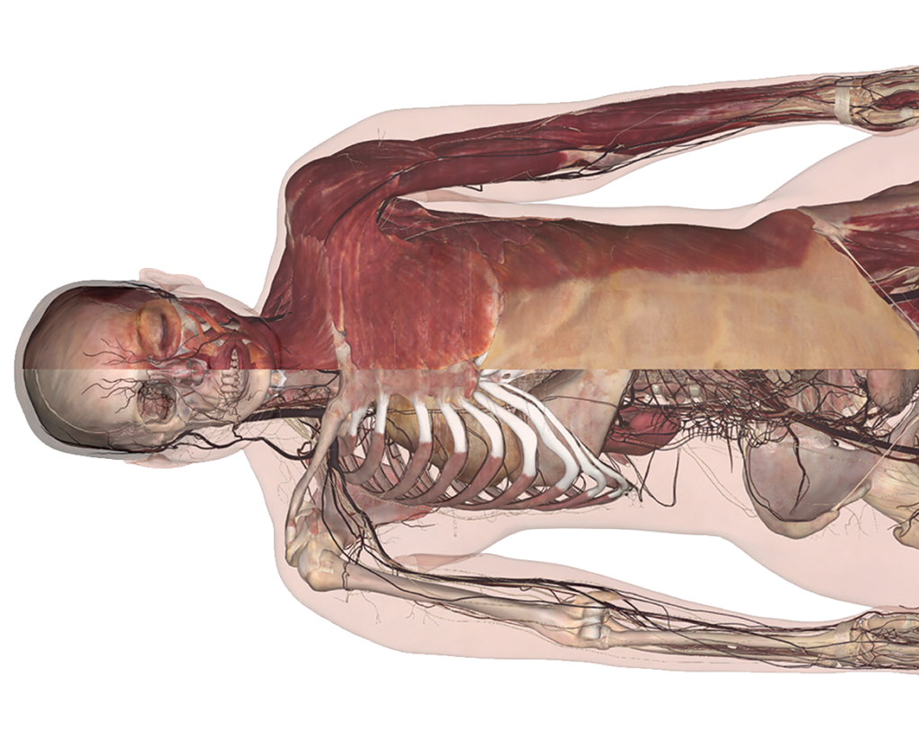 3D anatomy dissection