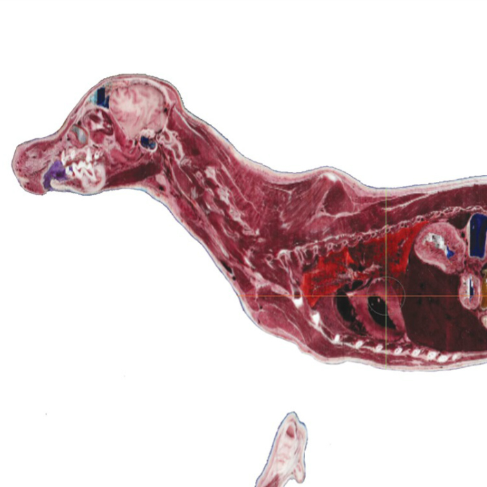 Image Library | Anatomage